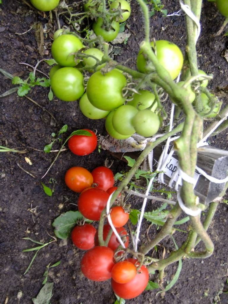 Томат японский карлик: характеристика и описание сорта, фото, отзывы о семенах помидора