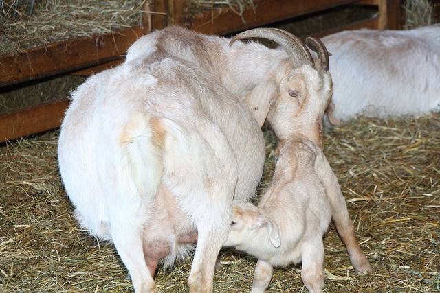 Уменьшение удоев – причины плохой молочности коз