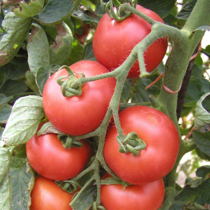 Томат алези f1: отзывы и фото помидоров, описание и характеристики сорта
