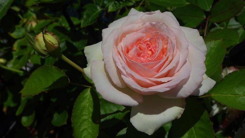 Роза пьер де ронсар (pierre de ronsard)