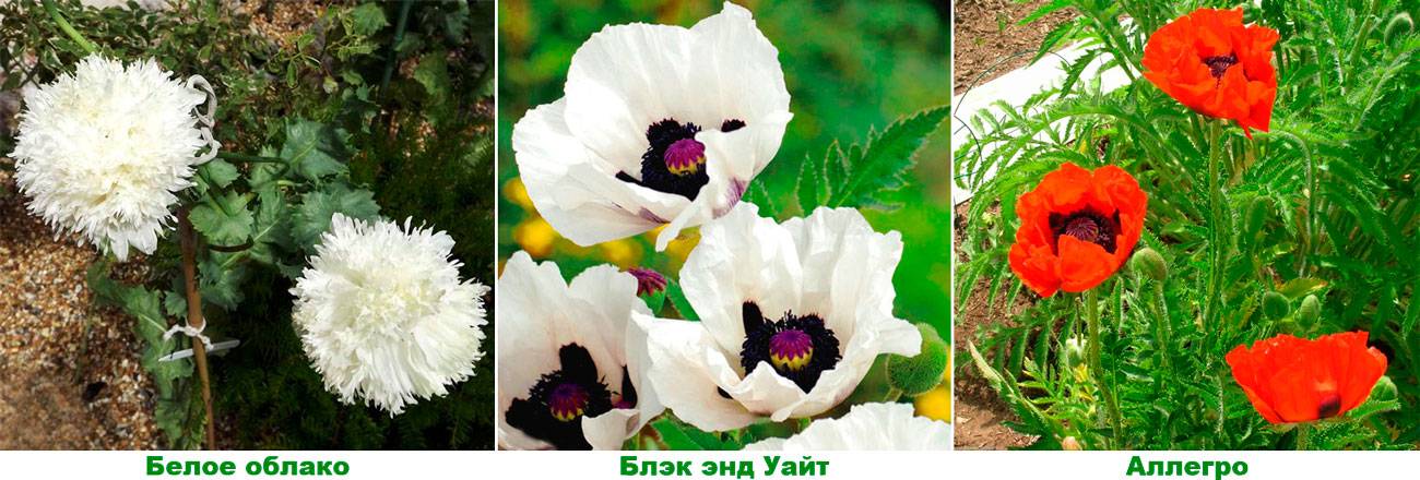 Эшшольция многолетняя: сорта, посадка и уход в открытом грунте - sadovnikam.ru