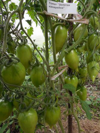 20 лучших сортов томатов, устойчивых к жаре и засухе