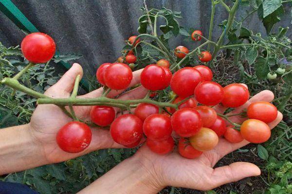 ✅ томат шалун отзывы фото урожайность - питомник46.рф
