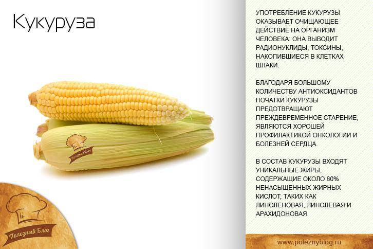 Кукуруза: состав, польза для здоровья и противопоказания
