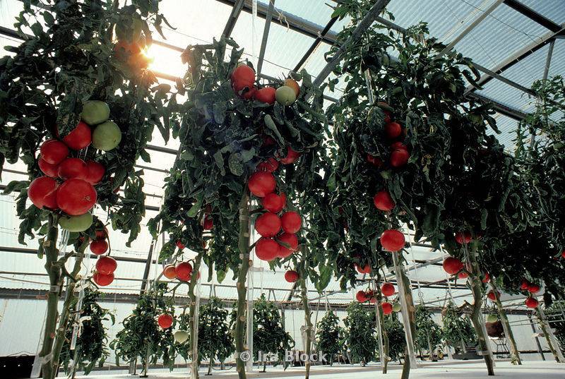 Основные правила выращивания томатов по голландской технологии