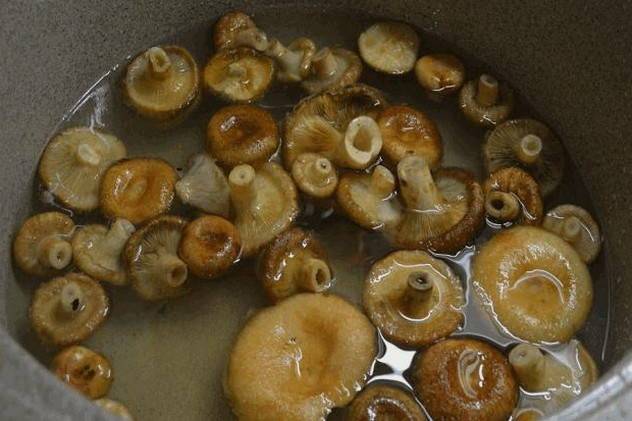 Как посолить грибы волнушки отварные. как солить волнушки на зиму в банках