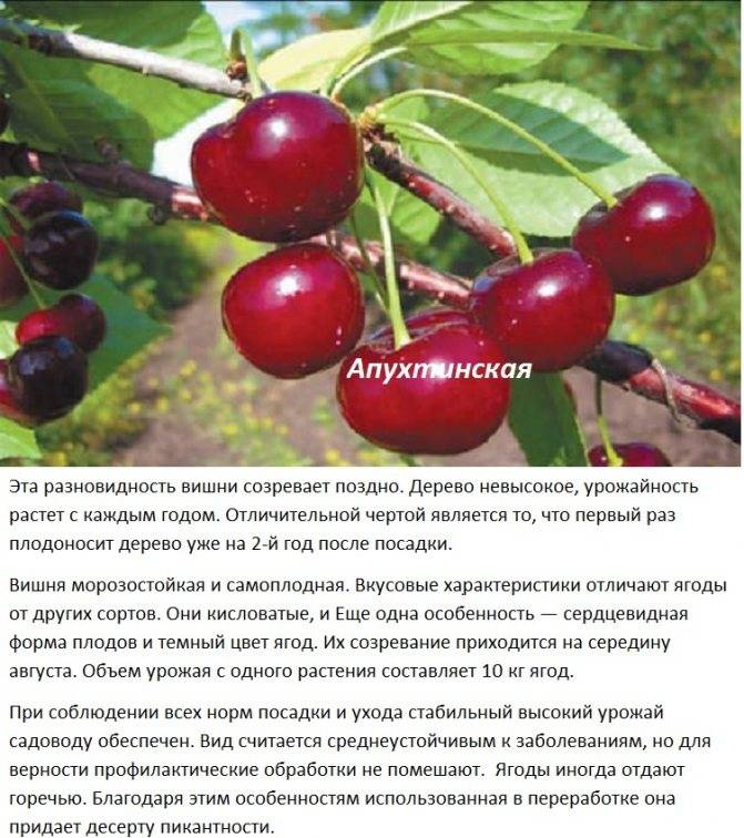 Вишня уральская рубиновая: описание сорта и фото selo.guru — интернет портал о сельском хозяйстве