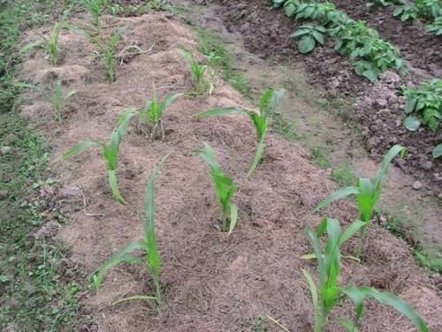 Выращивание кукурузы на даче или огороде: посадка и уход с видео