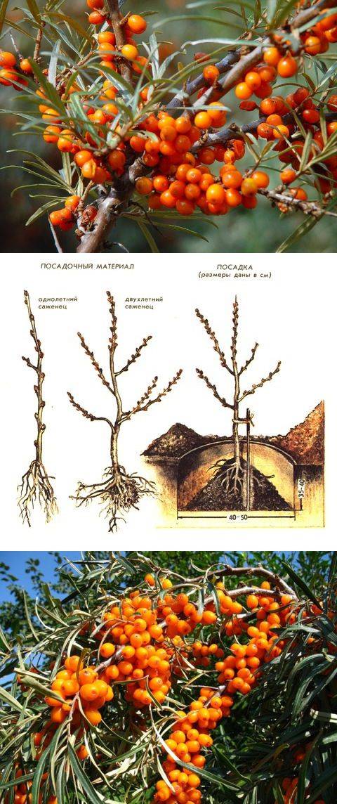 Посадка и уход за облепихой весной в открытом грунте: особенности выращивания и размножения, видео инструкция