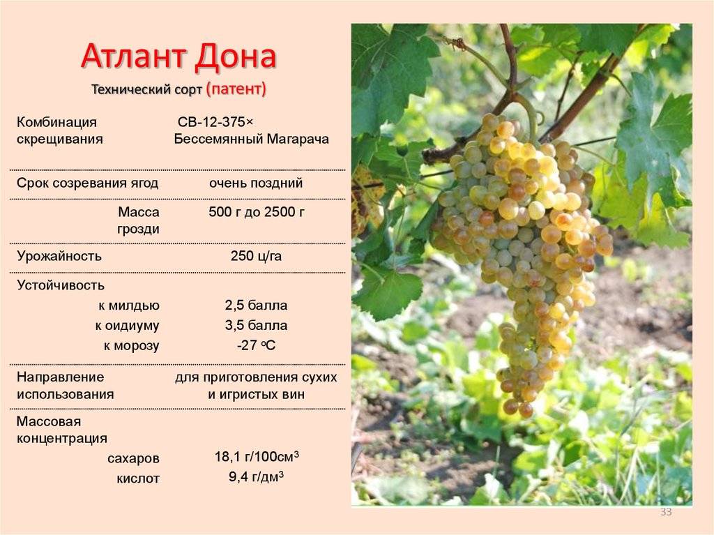 Описание винограда «первозванный» с фото и отзывами