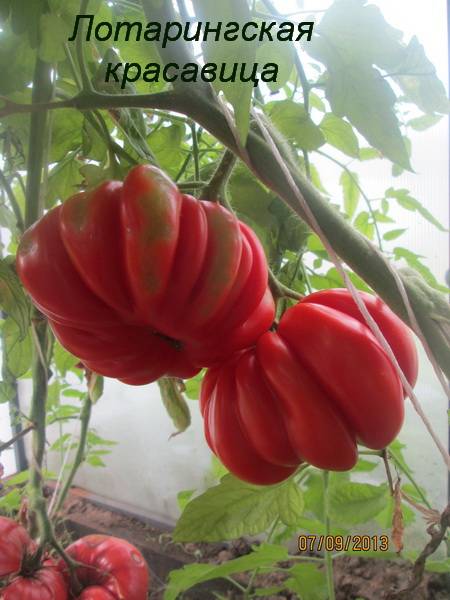 Оригинальный томат «лотарингская красавица» : описание сорта, фото