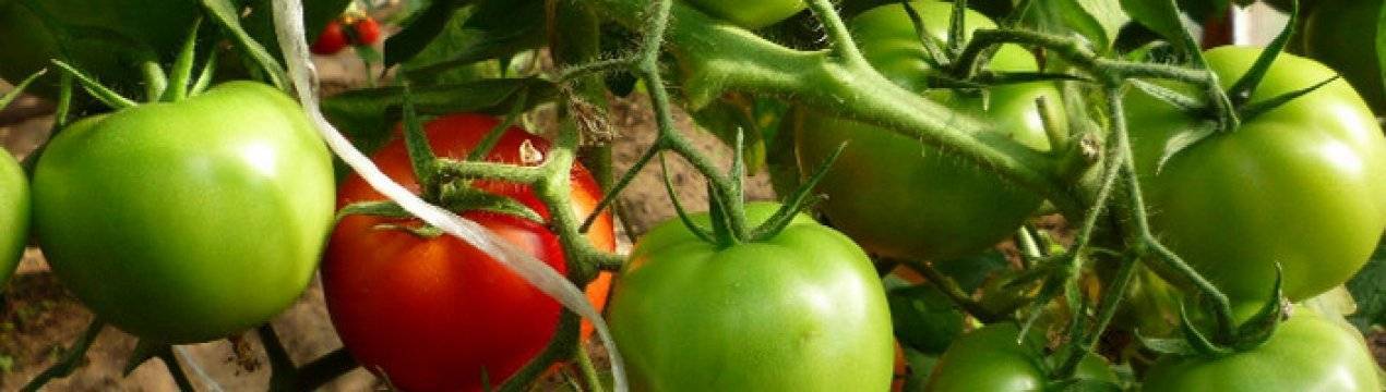 Почему трескаются помидоры в теплице + обзор различных болезней томатов