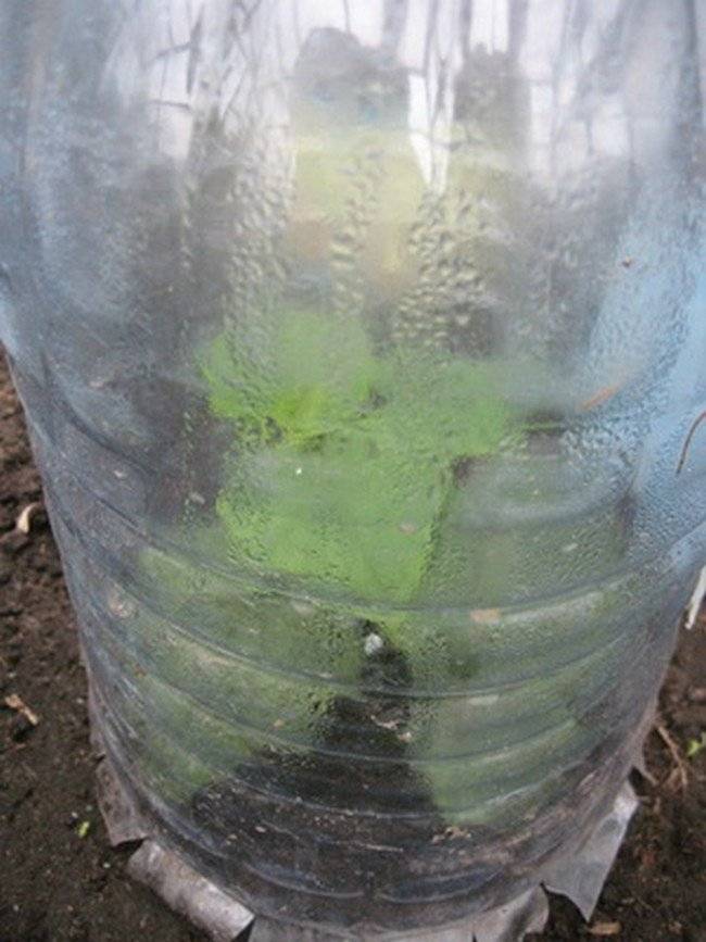 Выращивание огурцов в пластиковых 5 литровых бутылках: особенности посадки и ухода