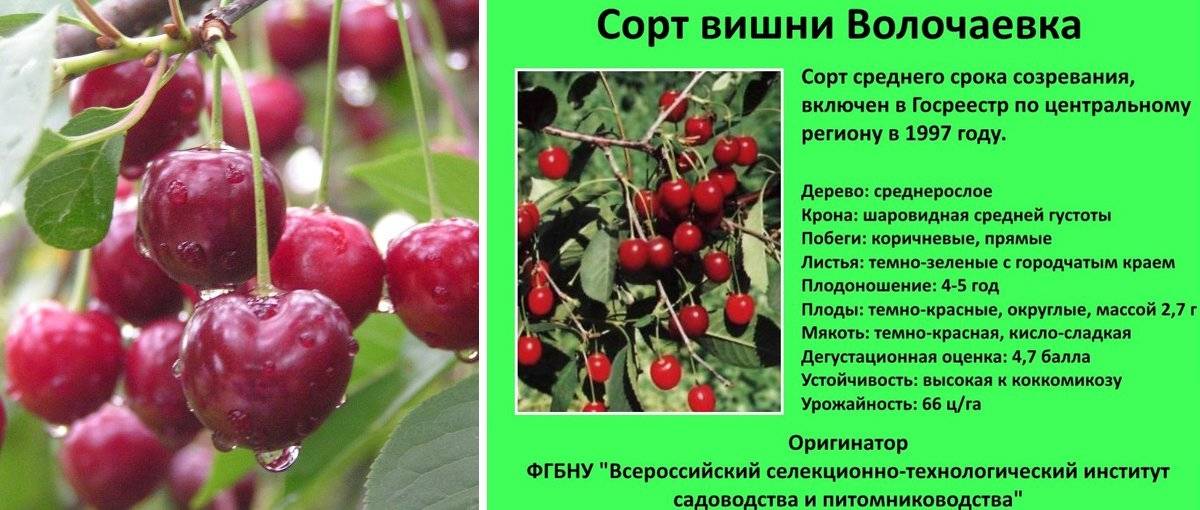 Сорт вишни чудо вишня, описание, характеристика и отзывы, особенности выращивания