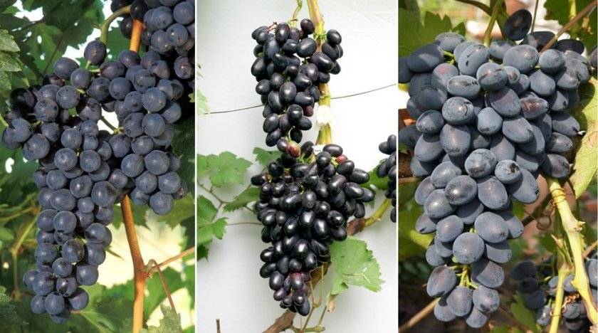 Виноград чарли: характеристика и описание сорта, посадка и уход