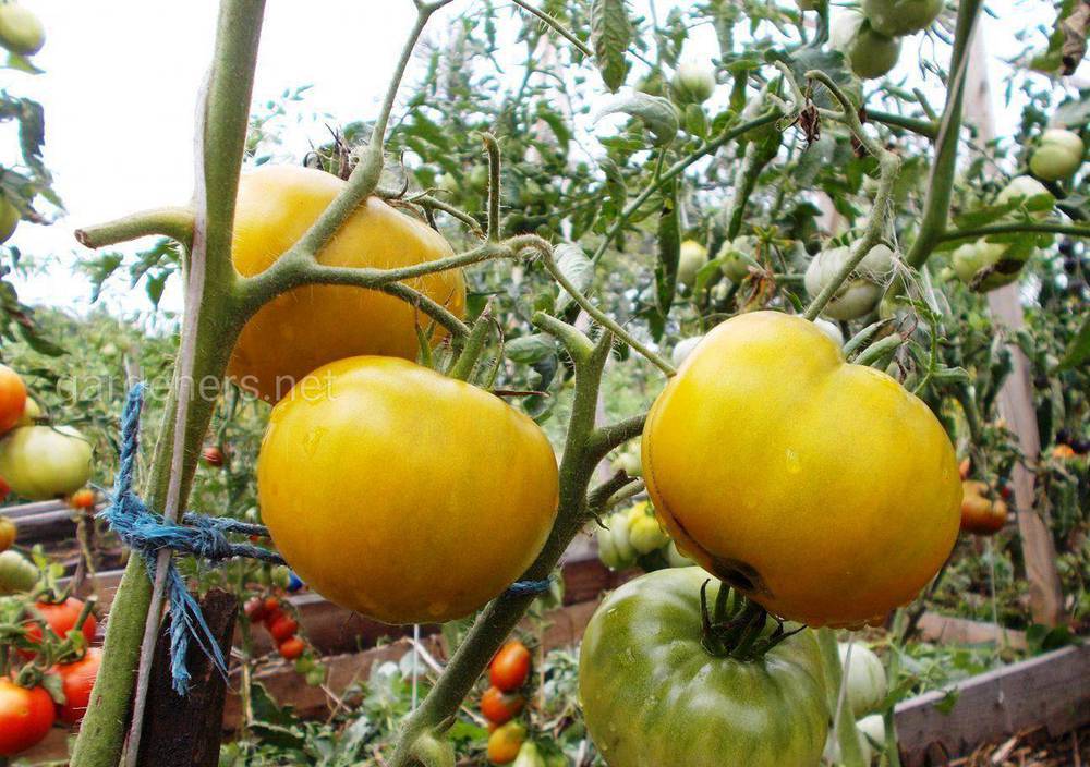 Никого не оставит равнодушным помидор, который выглядит как лимон: томат «чудо света» и методика его выращивания