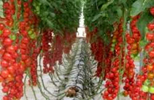 Выращивание томатов на гидропонике: пошагово, в домашних условиях своими руками