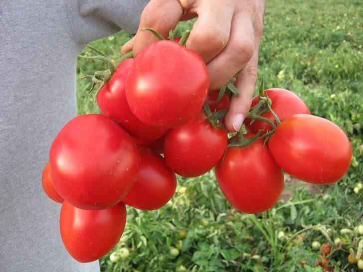 Бесподобные урожаи и дружное созревание плодов — томат сладкий бочонок: описание сорта и характеристики