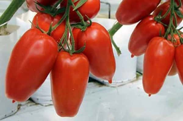 Новые лучшие сорта томатов, характеристики, вкусовые качества