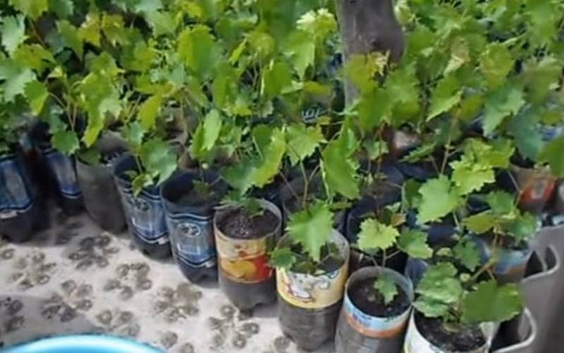 Как вырастить виноград дома или в квартире