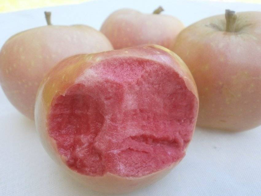 Яблоня розовый жемчуг: основные характеристики и описание сорта, выращивание и уход за деревом