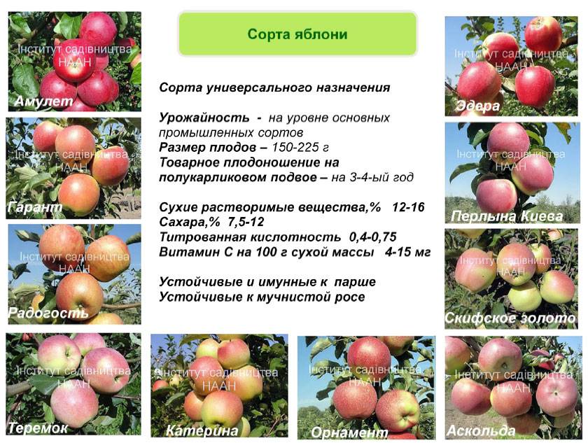 Сорта яблонь для ярославской области: фото, описание, отзывы