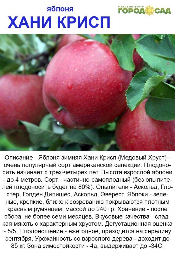 Описание сорта яблони звездочка: фото яблок, важные характеристики, урожайность с дерева