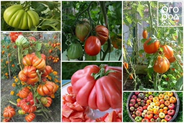 Лучшие сорта томатов для беларуси: какие выбрать для открытого грунта и теплиц