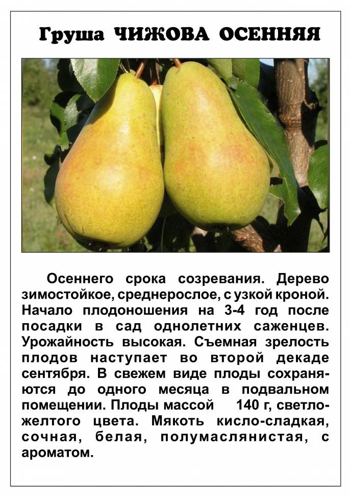 15 лучших сортов груши для средней полосы. описание и фото — ботаничка.ru
