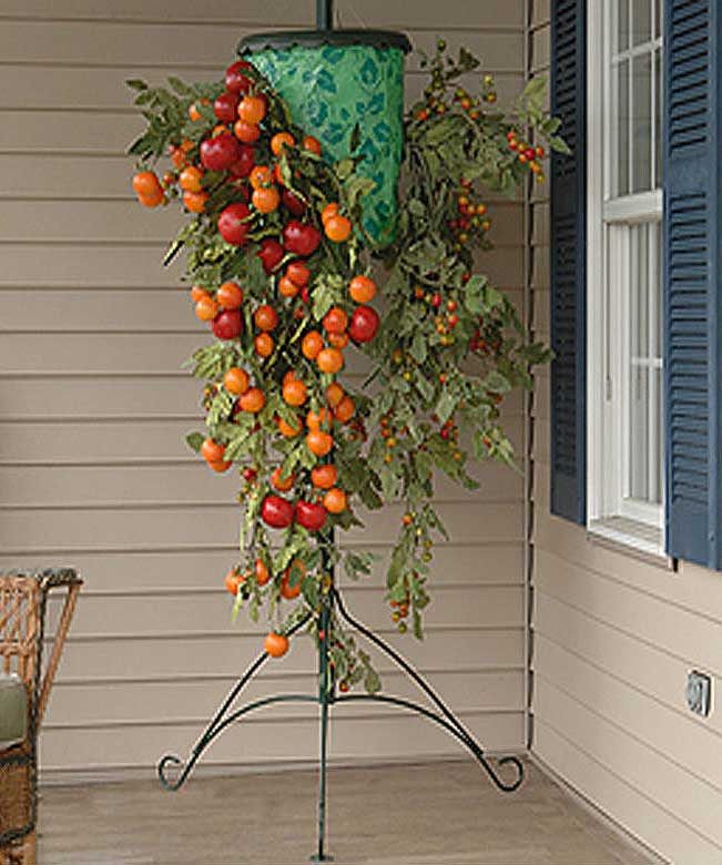 Выращиваем помидоры вверх ногами | образцовая усадьба