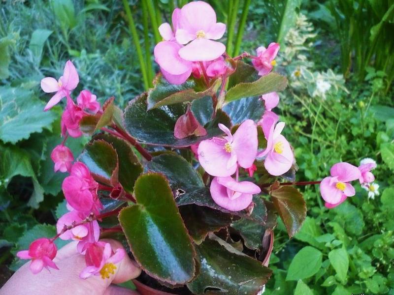 Красавица бегония вечноцветущая: характеристика растения и правила ухода за ним в домашних условиях