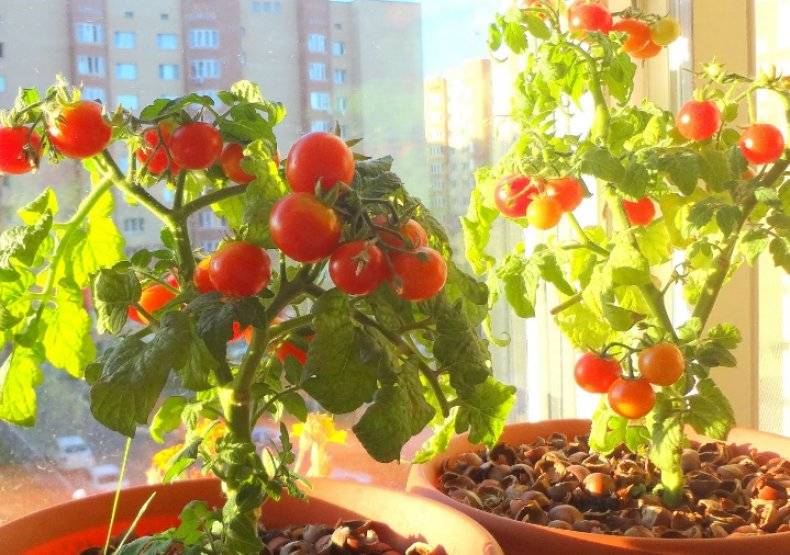 Как вырастить помидоры черри на подоконнике — как сажать на рассаду помидоры черри