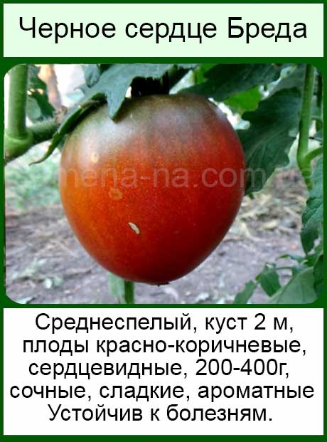 Томат черное сердце бреда: отзывы о помидорах, фото готового урожая, преимущества и недостатки сорта