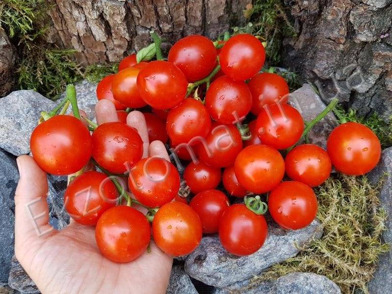 Томат принц боргезе: описание итальянского сорта, фото, отзывы, особенности выращивания помидора черри, посадка и уход