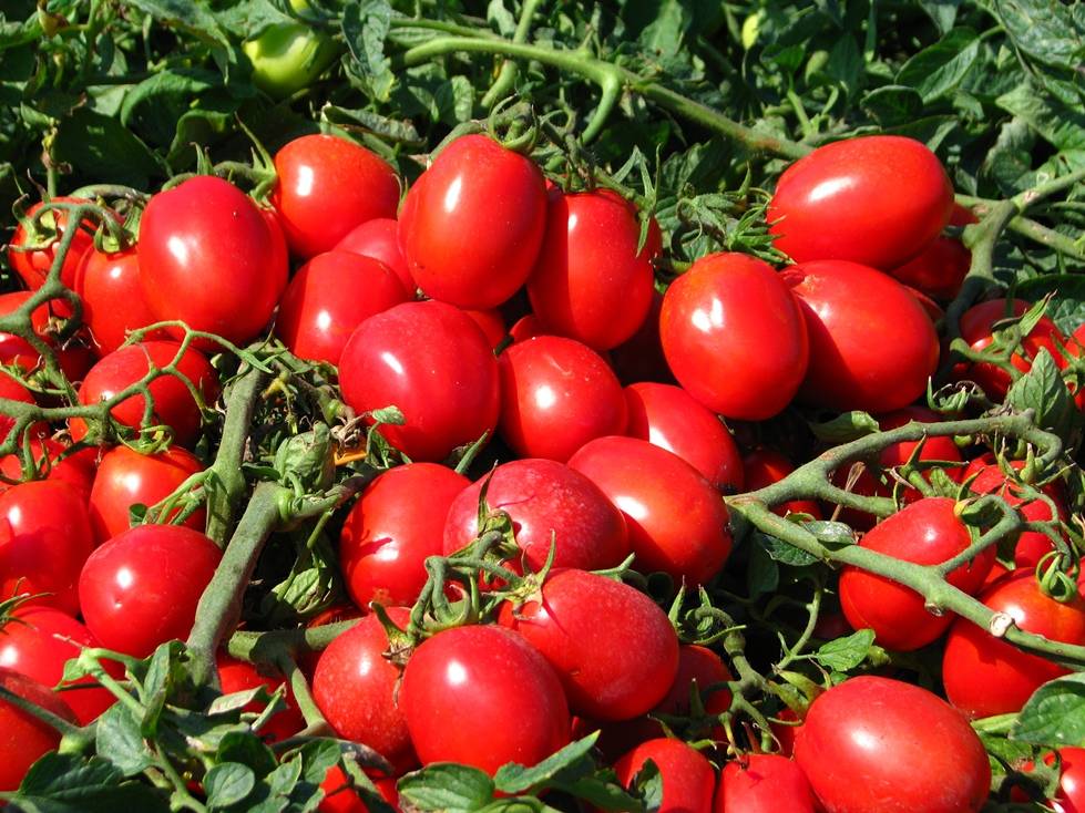 Подскажите хорошие сорта помидоров для подмосковья: группа практикум садовода и огородника