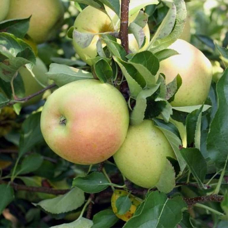 Сорт яблок ренет черненко: полное описание и все преимущества, фото selo.guru — интернет портал о сельском хозяйстве