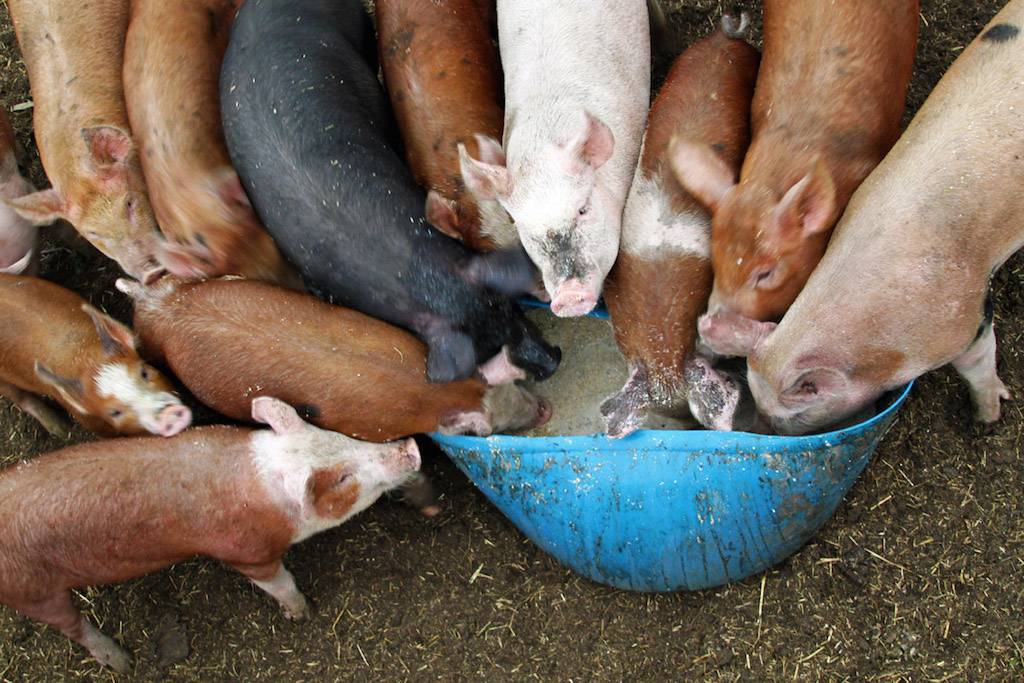 Можно ли кормить свиней сырой картошкой и как это делать правильно?
