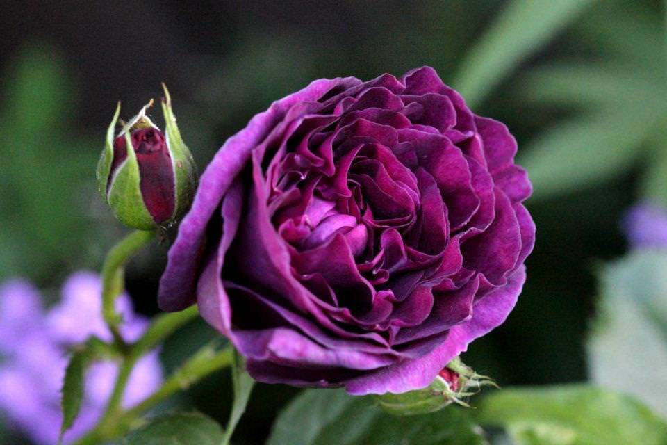 Розы, цветущие все лето: описание лучших сортов