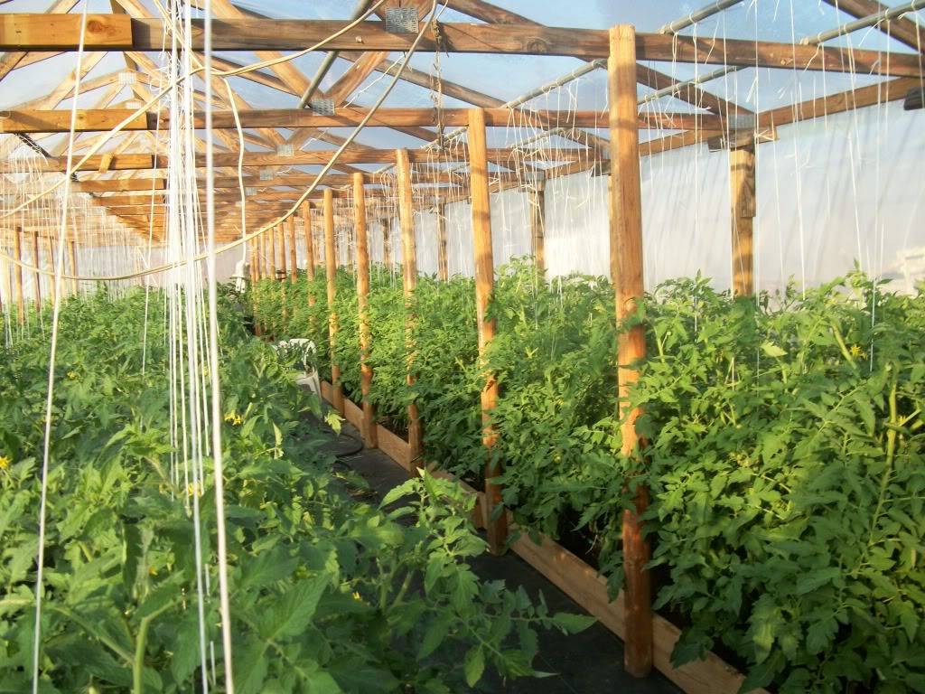 Уникальный метод выращивания помидоров в мешках. посадка и уход за урожаем