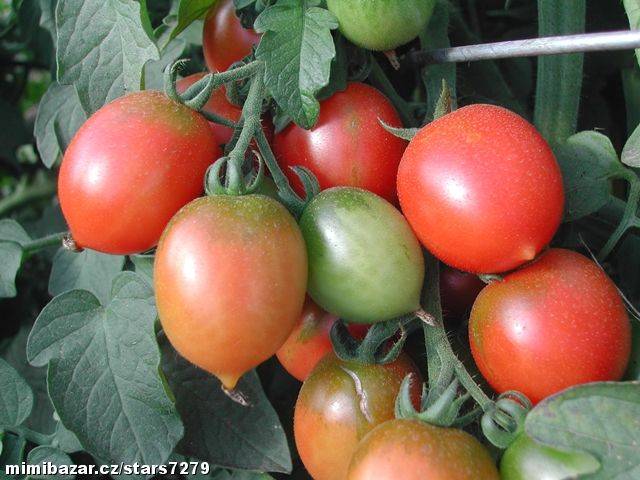 Описание и характеристики томатов сорта черный принц, урожайность выращивание