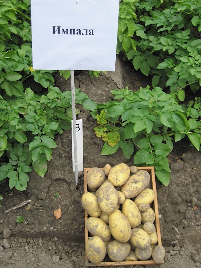 Картофель каратоп: описание сорта и советы по выращиванию