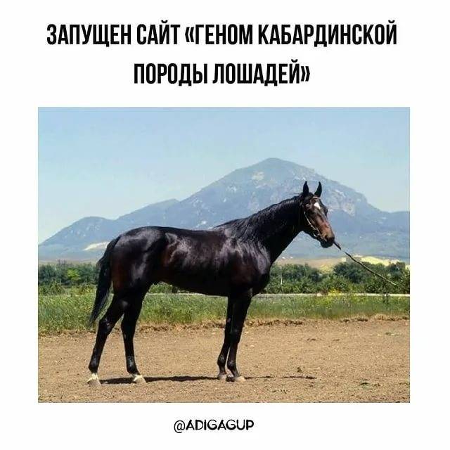 Кабардинская порода лошадей: история, описание, фото | мои лошадки