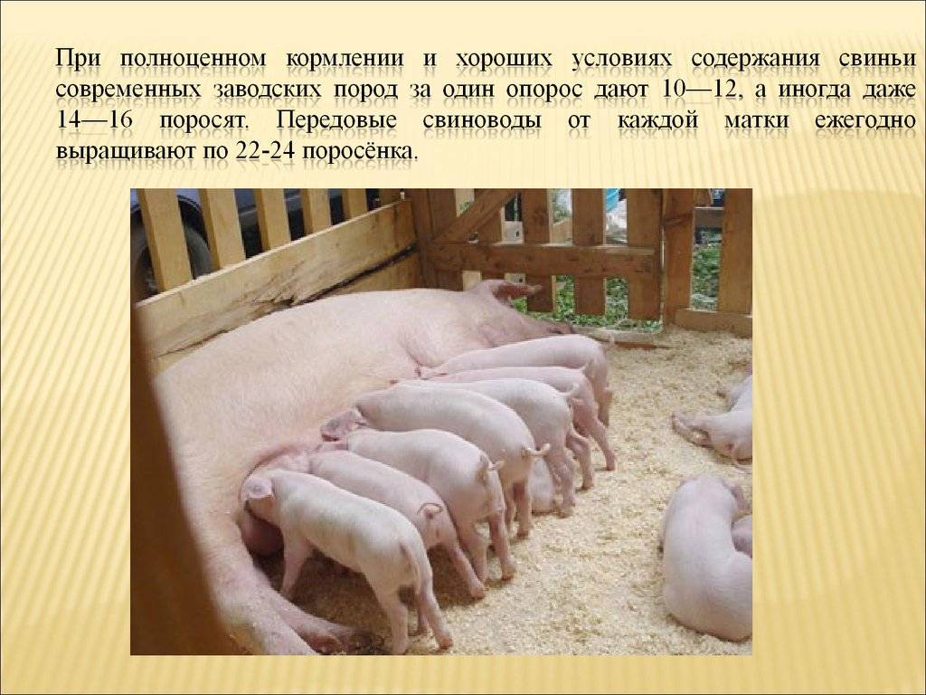 Содержание свиней
