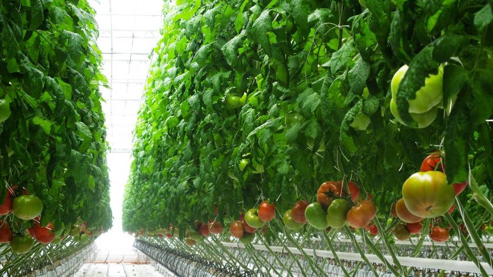 Выращивание помидор на гидропонике