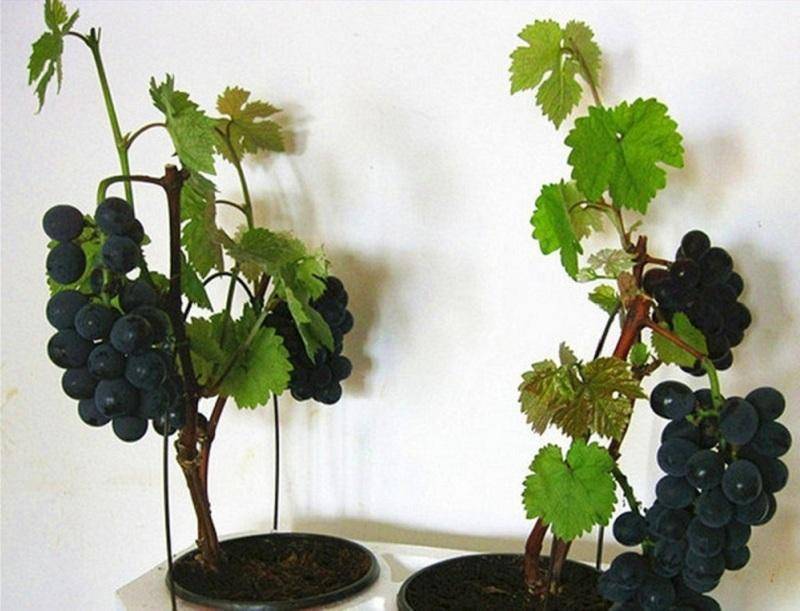 Комнатный виноград - выращивание и уход в домашних условиях * vinograd-loza