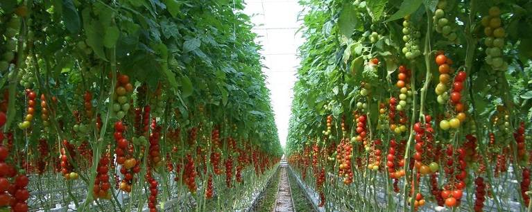 Помидоры в теплице: выращивание для начинающих, уход и посадка томатов
