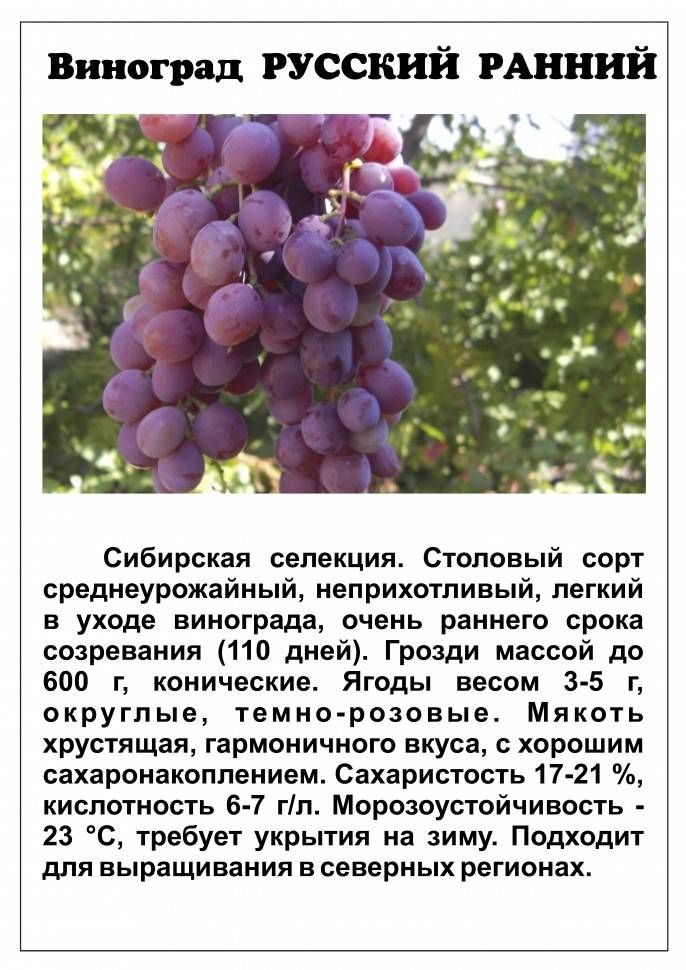 Виноград сфинкс: описание сорта, отзывы и фото