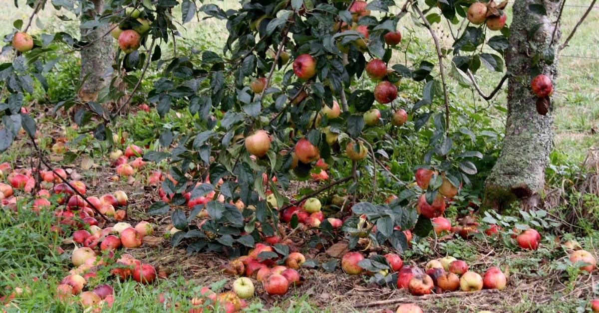 Почему опадают завязи плодовых деревьев: предотвращение осыпания вишни, сливы, яблони и груши