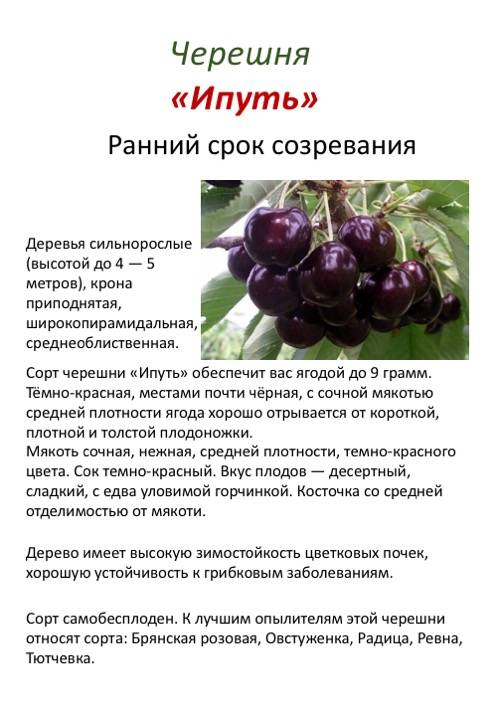 Вишня памяти вавилова: описание сорта, фото, отзывы садоводов и секреты выращивания и ухода