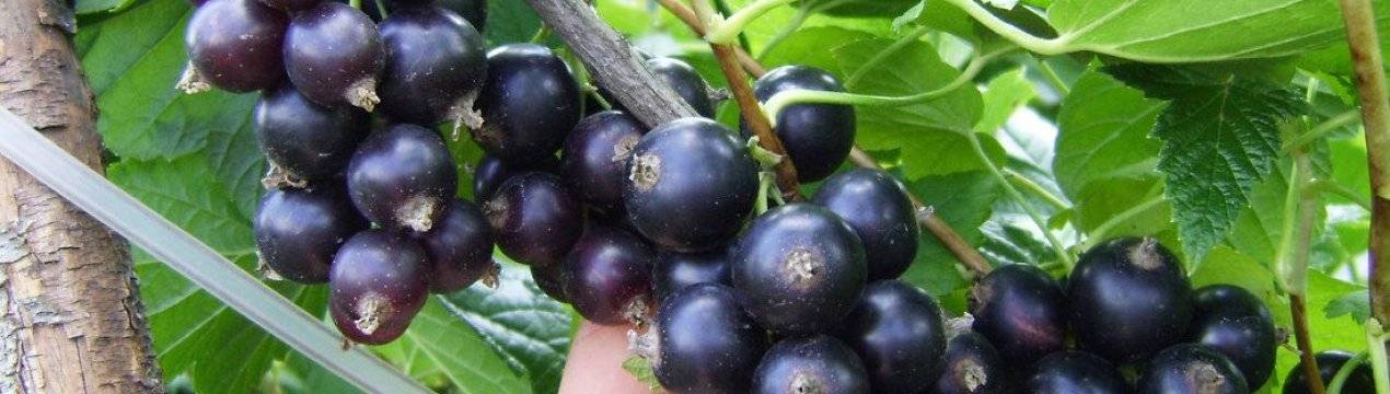 Описание сортов зеленоплодной смородины, особенности посадки и ухода
